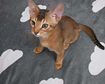 Кошки в Москве: Абиссинские котята ( свободен 1 мальчик) Мальчик, 20 000 руб. - фото 7