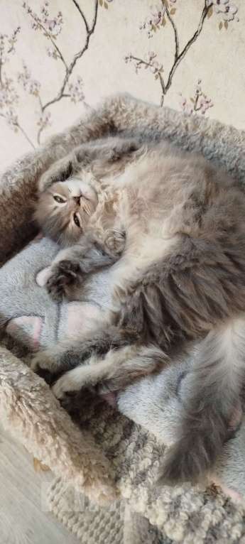 Кошки в Санкт-Петербурге: Шотландская вислоухая девочка Девочка, 20 000 руб. - фото 7