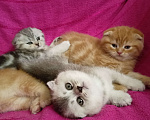 Кошки в Краснодаре: Шикарные вислоухие шотландские котята, 8 000 руб. - фото 4