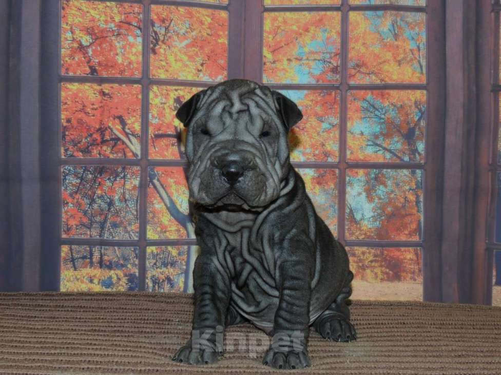 Собаки в Москве: Нихао, по-русский - Здравствуйте, черный хорсовый щенок шарпея Мальчик, Бесплатно - фото 2