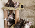 Кошки в Самаре: Котята Мейн-кун Разнополые, 20 000 руб. - фото 5