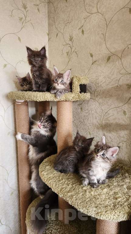 Кошки в Самаре: Котята Мейн-кун Разнополые, 20 000 руб. - фото 5