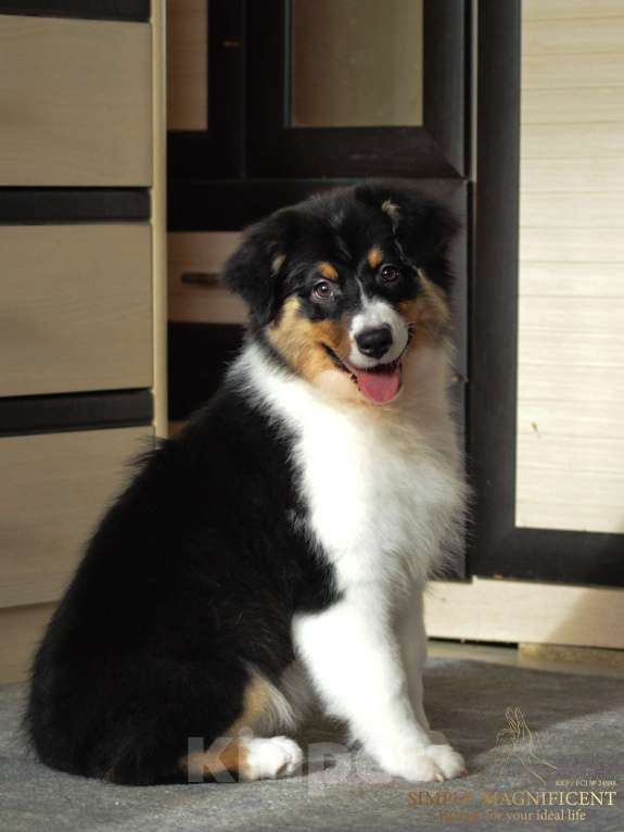 Собаки в других городах Московской области: Щенки австралийской овчарки. РКФ Девочка, 65 000 руб. - фото 1