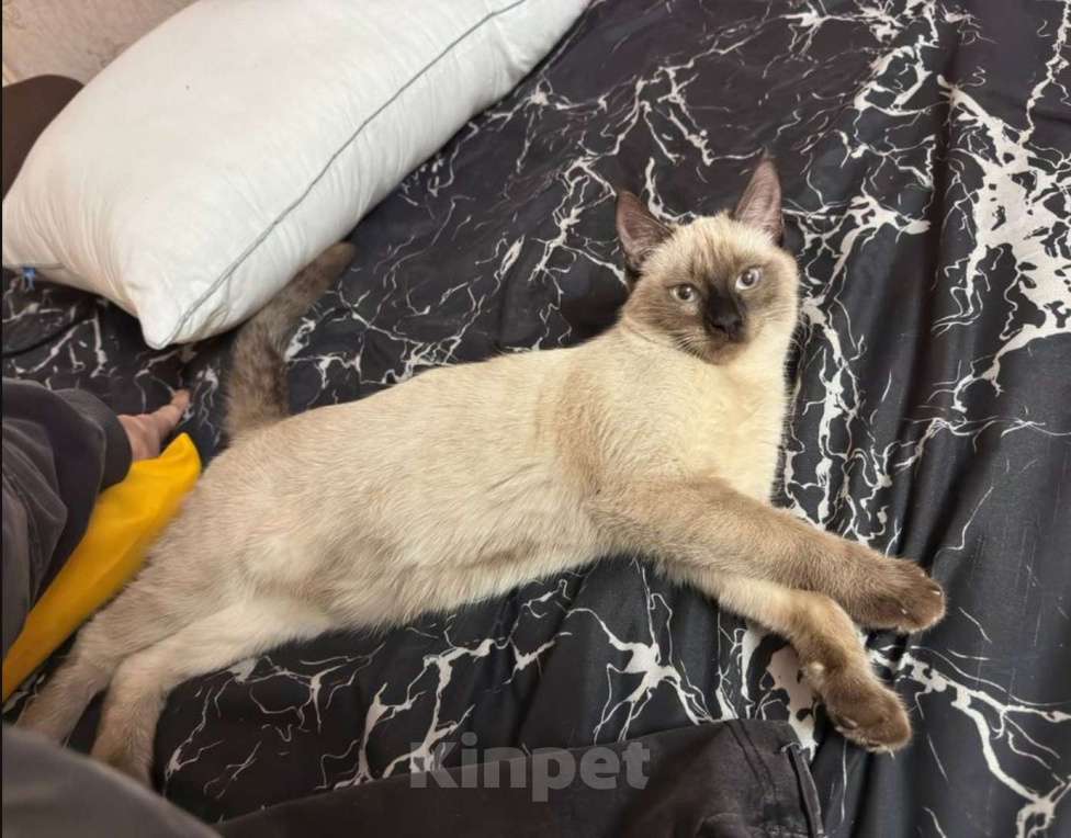 Кошки в Воронеже: Кошечка в добрые руки  Девочка, Бесплатно - фото 4