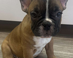 Собаки в Кургане: Французский бульдог, щенок Мальчик, 50 000 руб. - фото 1