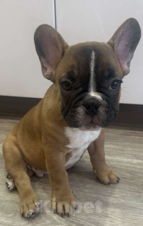 Собаки в Кургане: Французский бульдог, щенок Мальчик, 50 000 руб. - фото 1