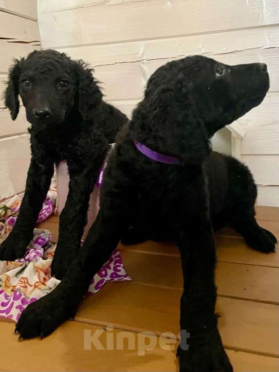 Собаки в других городах Московской области: Курчавошерстный ретривер, щенок Разнополые, 40 000 руб. - фото 3