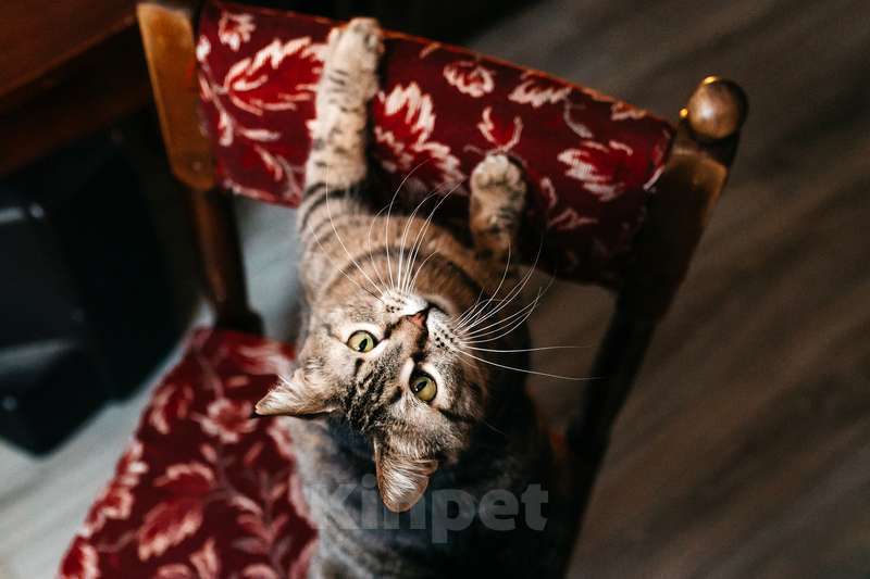 Кошки в Москве: Ручная ласковая кошка Музыка с кисточками на ушах в добрые руки Девочка, 1 руб. - фото 4