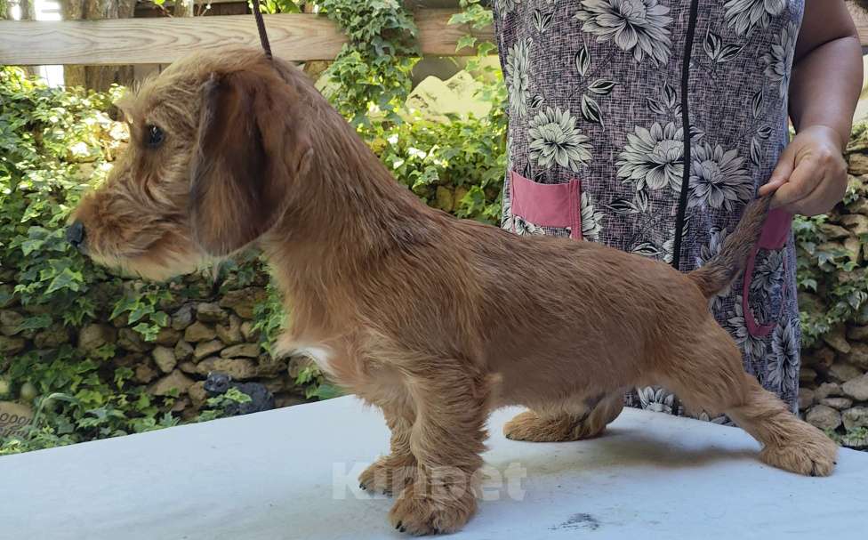 Собаки в Керчи: Продается щенок жесткошерстной таксы Мальчик, 35 000 руб. - фото 2