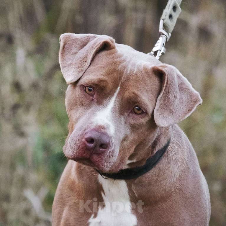 Собаки в Москве: Молодая питбуль Бежа в дар Девочка, 1 руб. - фото 8