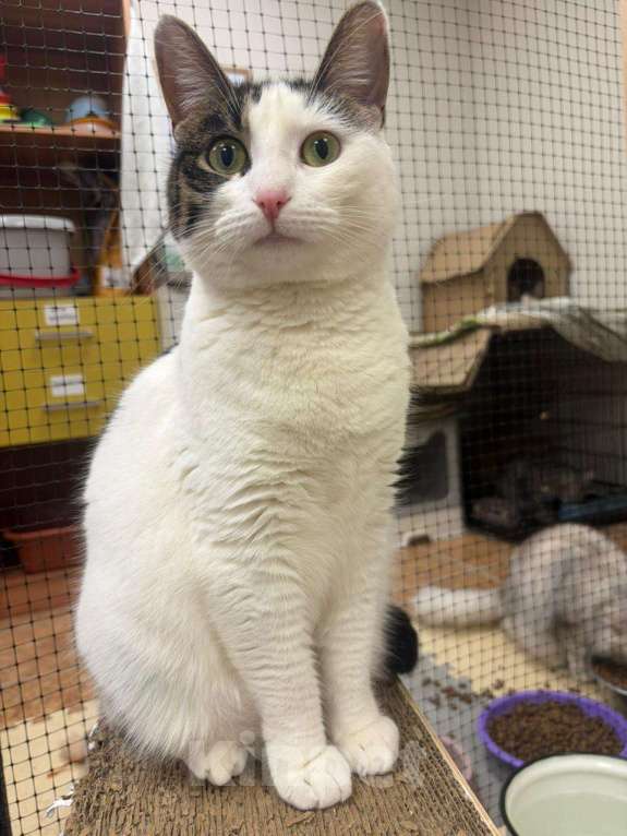 Кошки в Москве: Нежная и красивая кошечка в добрые руки Девочка, Бесплатно - фото 6