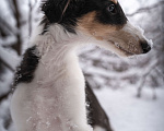 Собаки в Москве: щенок русской псовой борзой, кобель Мальчик, 80 000 руб. - фото 10