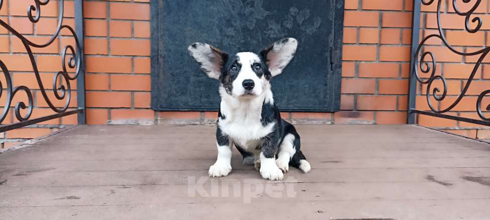Собаки в Бронницах: Щенок вельш корги кардиган Девочка, 25 000 руб. - фото 1