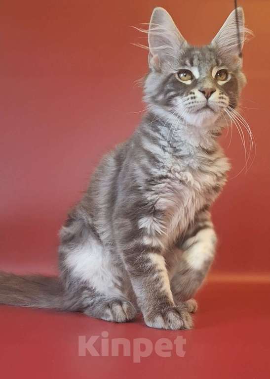 Кошки в Уфе: Котёнок мейн-кун  Мальчик, 40 000 руб. - фото 4