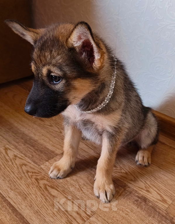 Собаки в Казани: В добрые руки Девочка, Бесплатно - фото 3