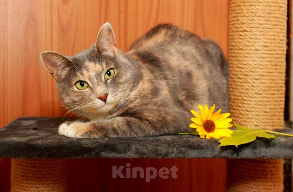 Кошки в Калуге: Мелисса, яркая трехцветка. Кошка в добрые руки.  Девочка, Бесплатно - фото 1