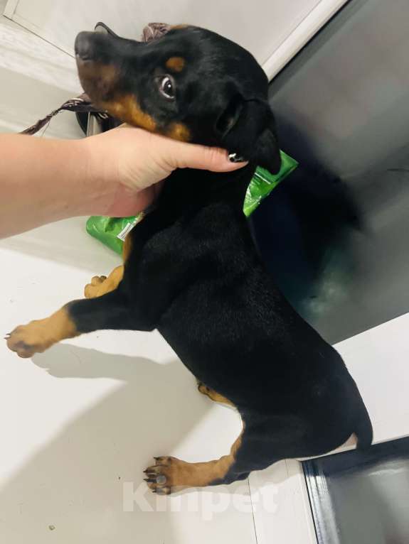 Собаки в Новоалтайске:  Малышка Девочка, Бесплатно - фото 2