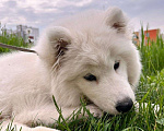Собаки в Бердске: щенок самоедской лайки( самоед) Девочка, 10 000 руб. - фото 2
