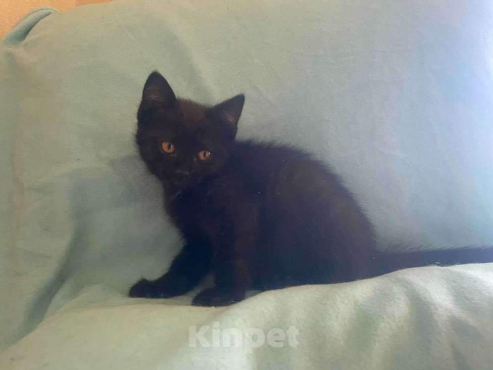 Кошки в Москве: Черные и серые котята в добрые руки Мальчик, 1 руб. - фото 3