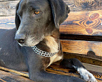 Собаки в Владимире: Метис дога Мальчик, Бесплатно - фото 5