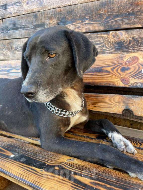 Собаки в Владимире: Метис дога Мальчик, Бесплатно - фото 5