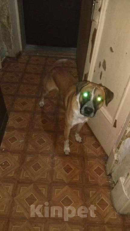 Собаки в Москве: Отдам друга в добрые руки. Мальчик, Бесплатно - фото 3