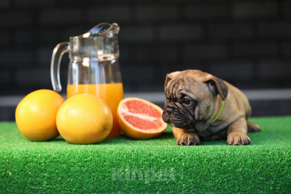 Собаки в Москве: Французский бульдог щенок Мальчик, 50 000 руб. - фото 6