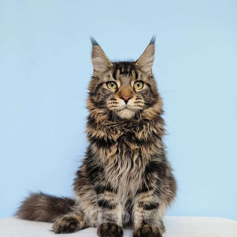 Кошки в Москве: Котёнок Мейн-Кун из питомника Мальчик Мальчик, 30 000 руб. - фото 5