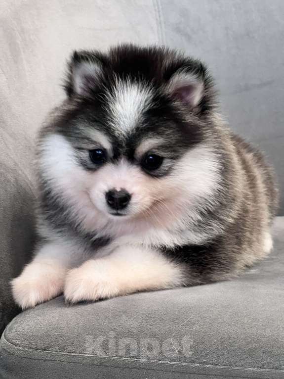 Собаки в Санкт-Петербурге: Девочка Помски Девочка, 100 000 руб. - фото 5