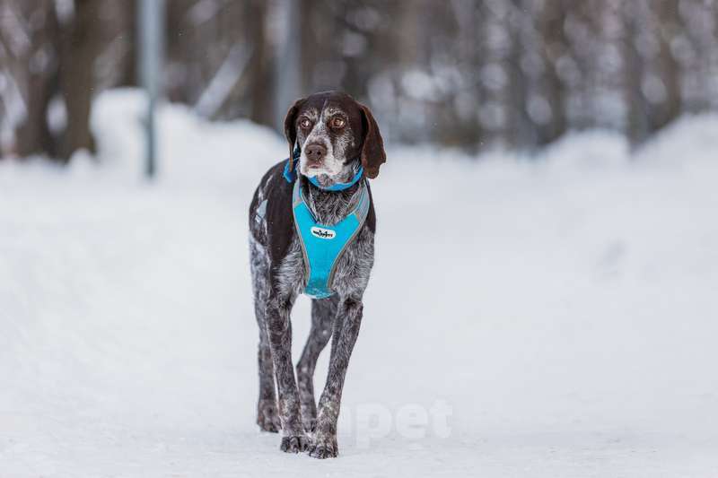 Собаки в Москве: Девочка Курцхаар по имени Мона в добрые руки Девочка, 1 руб. - фото 7