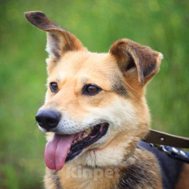 Собаки в Москве: Трейси Девочка, Бесплатно - фото 4