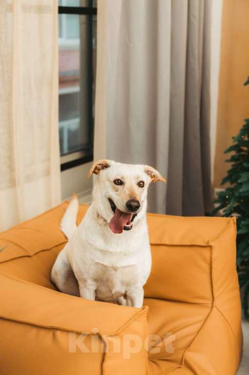 Собаки в Москве: Лабрадуринка Сия ищет дом Девочка, Бесплатно - фото 6