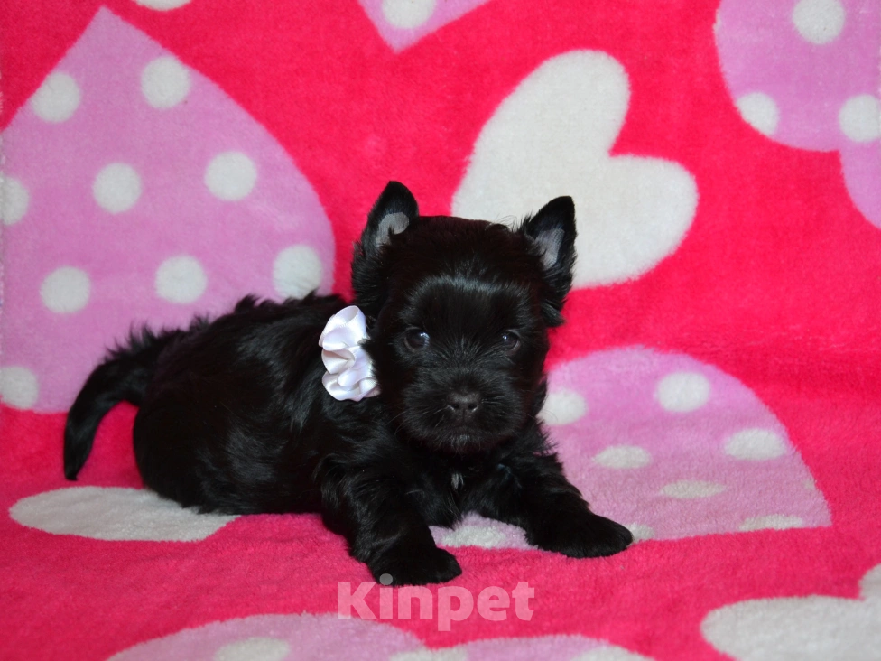 Собаки в Москве: Щенк цветного йорка шоколадные Девочка, 45 000 руб. - фото 2