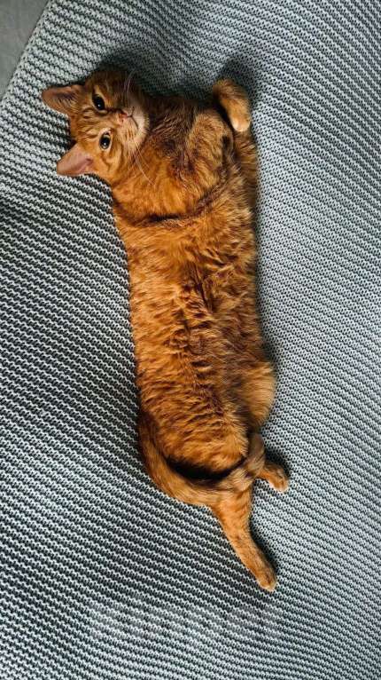 Кошки в Раменском: Рыжий Кот  Мальчик, Бесплатно - фото 4