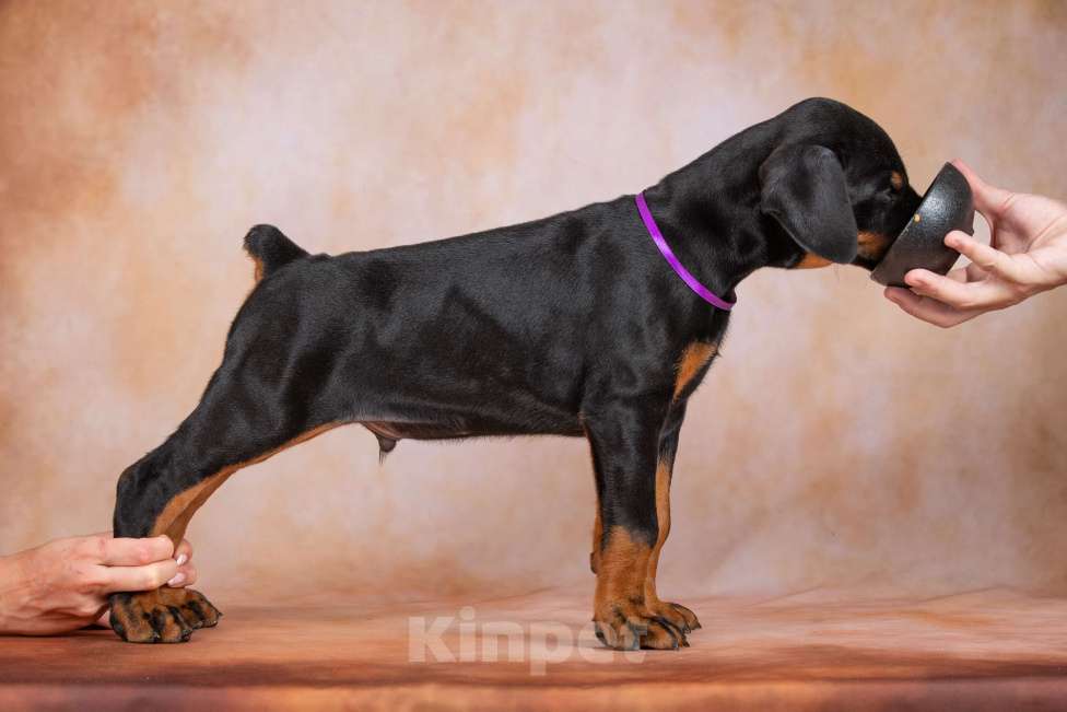 Собаки в Москве: Щенки добермана  Мальчик, 100 000 руб. - фото 8