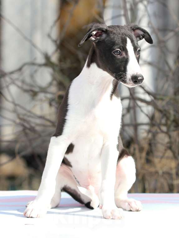 Собаки в Москве: Щенки уиппета Разнополые, Бесплатно - фото 2