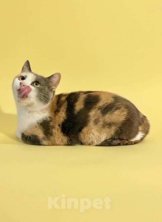 Кошки в Москве: Пестренькая Рикса мечтает о доме Девочка, Бесплатно - фото 4