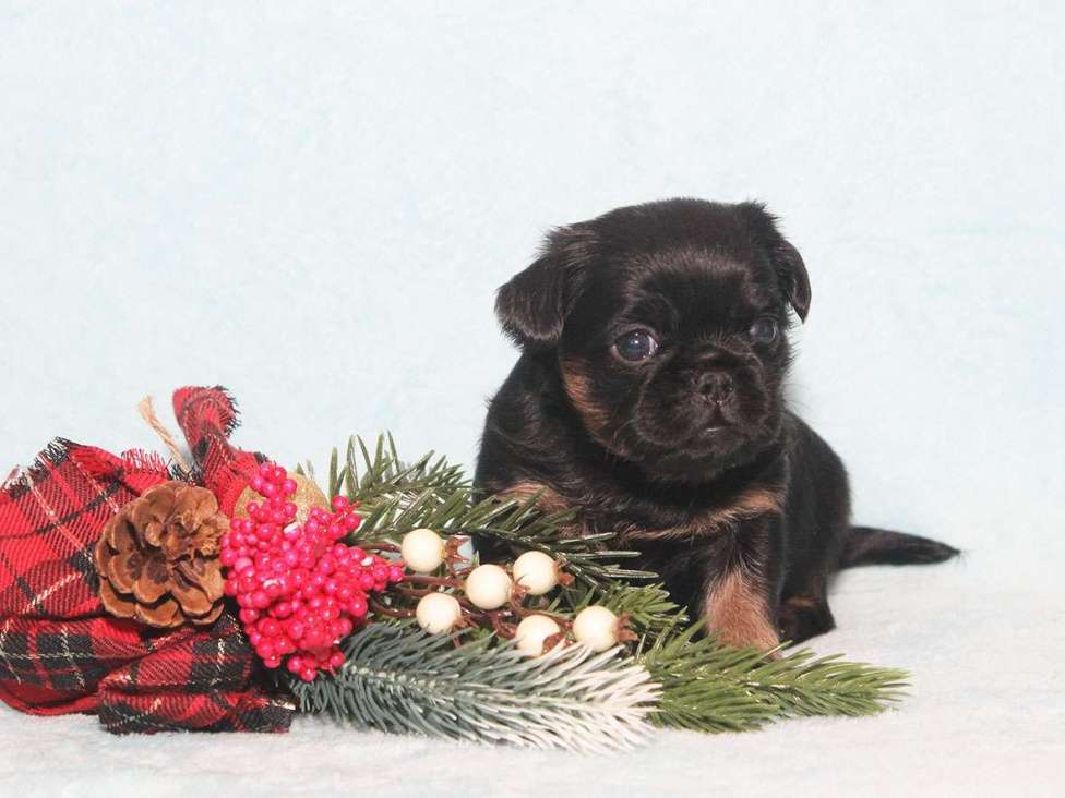 Собаки в Санкт-Петербурге: Маленькая принцесса Девочка, 80 000 руб. - фото 7