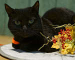 Кошки в Мытищах: Черная кошечка в дом на счастье! Девочка, 500 руб. - фото 2
