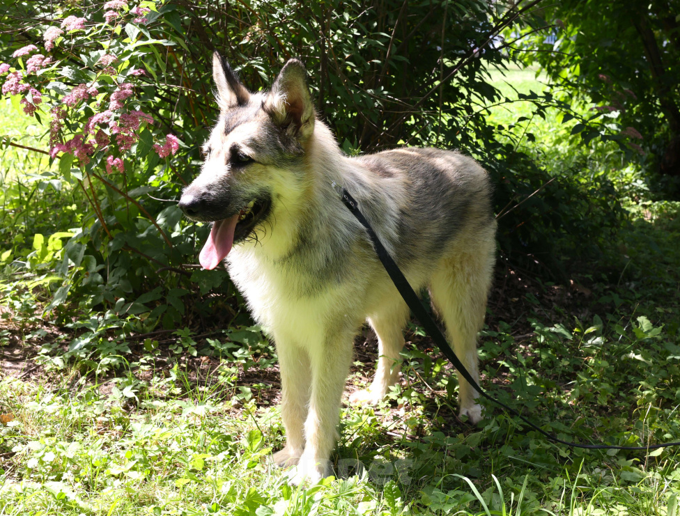 Собаки в Москве: Щенок в добрые руки бесплатно Москва Мальчик, Бесплатно - фото 9