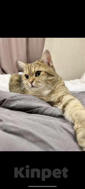 Кошки в Казани: Британский короткошерстный котёнок Мальчик, 18 000 руб. - фото 3