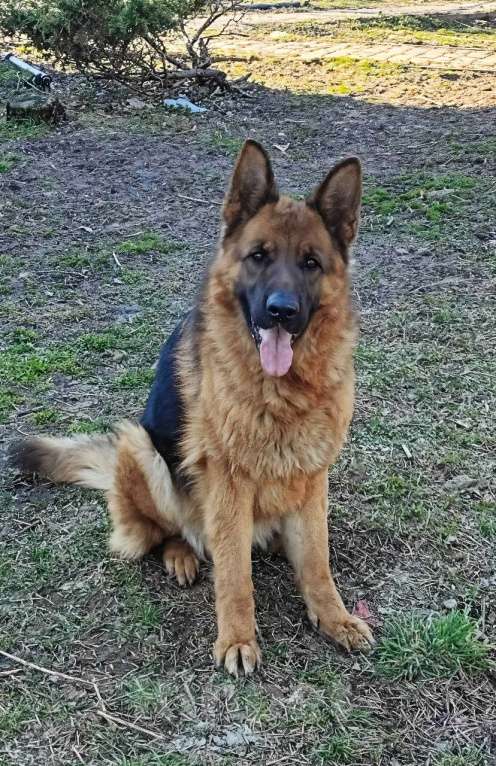 Собаки в других городах Московской области: Продается красивый мальчишка.  Мальчик, 40 000 руб. - фото 2