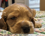 Собаки в Тобольске: Английский кокер спаниель Девочка, 10 000 руб. - фото 4
