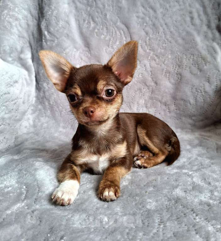 Собаки в Балашихе: Алик Мальчик, Бесплатно - фото 2