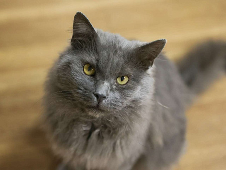 Шикарный Дымок - метис нибелунга (1,5 г.) в дар