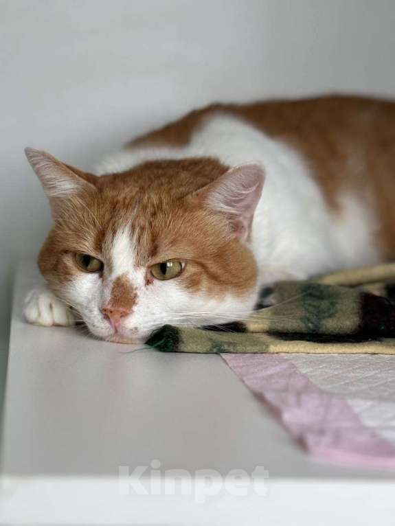 Кошки в Санкт-Петербурге: Яркий и ласковый кот Павлик Мальчик, Бесплатно - фото 4