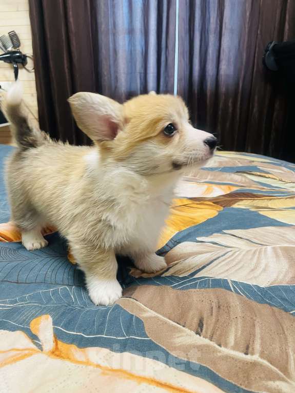 Собаки в других городах Нижегородской области: Щенок Корги Мальчик, 55 000 руб. - фото 2