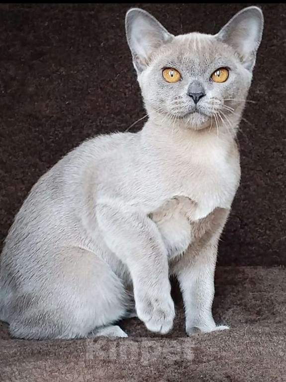 Кошки в Краснодаре: Бурманкий котёнок Девочка, Бесплатно - фото 3