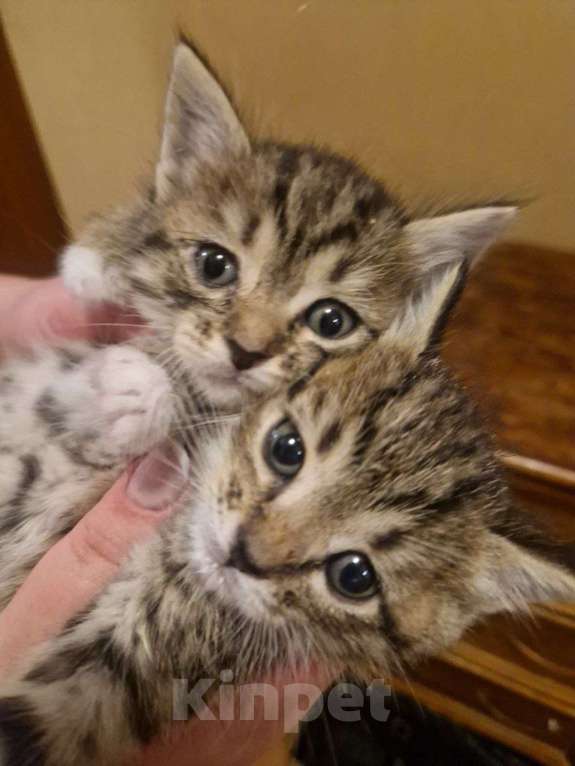 Кошки в Москве: Отдадим в добрые руки Мальчик, Бесплатно - фото 1