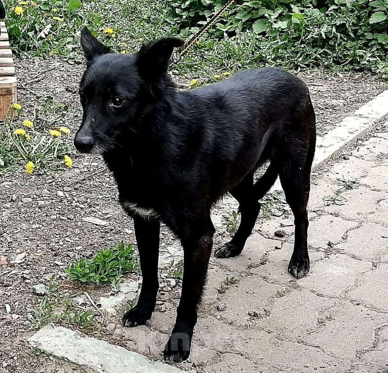 Собаки в Москве: Грустная небольшая  собачка Бритни ищет свою семью Девочка, Бесплатно - фото 1